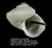 Anatoma tenuisculpta